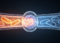 mTORC1 may act as a transition switch in ME/CFS post-exertional malaise