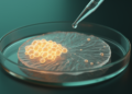 Experimental Compounds Curb Glioblastoma Cell Invasion in Tissue Slice Models