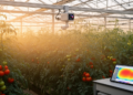 Research report: Forecast-based virtual sensing and early-warning decision support for canopy-level thermal risk monitoring in tomato greenhouses