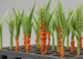 North American spring wheat shows weak seedling defense against Ug99 stem rust