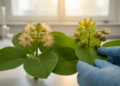 Male or Female? Plant Sex Shapes Photosynthesis in Surprising Ways