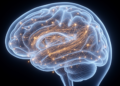 Neonatal brain network growth tracks early cognitive, language and motor outcomes in critical congenital heart disease