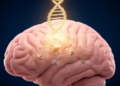 Tiny RNA Molecule Shields Newborn Brains from Oxygen-Starved Cell Death