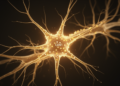Astrocyte Subtype Marked by CD51 Drives Synapse Formation and Stroke Recovery in Mice