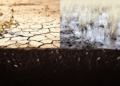 Droughts and Floods Are Dismantling the Soil Microbiome That Sustains Ecosystems