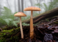 Two New Rooting Mushrooms and One New Record Discovered in Southwestern China
