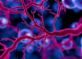 Diabetes Drug Candidate AdipoRon Emerges as Unexpected Driver of Leukemia Blood Vessel Growth