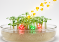 Riboflavin rewires stress genes and redox balance in Arabidopsis seedlings