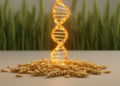 Newly cloned wheat gene TaqW-6BL boosts grain fiber content