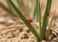 Spider Mite Genus Demoted as New Species Joins Saudi Arabia's Grass Fauna