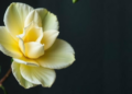 Fragile Gardenia Yellow Gets a MOF Shield for Dyeing Silk