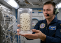 Fruit Fly Studies in Space Reveal Which Gravity Findings Hold Up