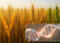 GWAS Pinpoints Candidate Genes Behind Wheat Stripe Rust Resistance