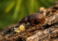 Invasive pine bark beetle carries six previously unknown fungal species in China