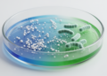 Plant-made magnesium oxide nanoparticles degrade dyes and curb bacteria