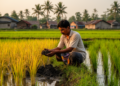 Arsenic and cadmium raise concern in Bangladesh farm soils and crops
