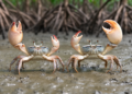 Fiddler Crab Claw Secrets: Handedness and Claw Shape Split Two Lookalike Species in Vietnam
