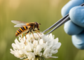 New DNA Reference Library Identifies French Hoverflies With a Single Genetic Marker