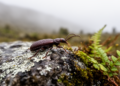 New Wingless Rove Beetle Species Described from High Elevations in the Colombian Andes