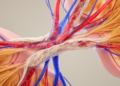 Diseased Blood Vessels May Drive Fibrosis Across Multiple Organs