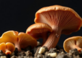 Hidden Bacterial Partners Shape How Edible Mushroom Mycelia Grow and Function