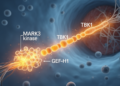 MARK3 kinase drives antiviral defense through GEF-H1 and TBK1 signaling