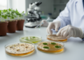 Plant Extracts and Bacterial Filtrates Curb Chickpea Anthracnose Fungus, Toxin Signal Study Finds