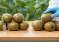 Plant Hormone Treatment Keeps Harvested Kiwifruit Firm for Longer