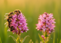 Pollinator abundance shifts where sexual selection acts in a flowering plant