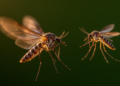 Single Gene Drives Male Mosquitoes' Attraction to Female Flight Sounds
