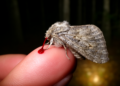 Vampire moths: a lifetime of night observations reveals how Calyptra drinks blood