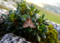 Alpine leaf-mining moth found on Alpenrose points to ancient postglacial host shift
