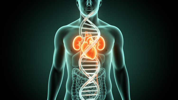 Genetic evidence challenges the obesity paradox in cardiovascular-kidney-metabolic disease