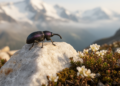 Rare Alpine Weevil Rediscovered in Switzerland After Decades of Obscurity