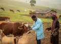 Bovine tuberculosis infects nearly 8 percent of Ethiopia's cattle, review finds