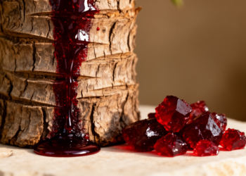 Dragon's Blood Resin Shows Preclinical Promise for Protecting Post-Stroke Memory