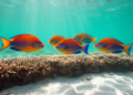 Four Reef Fishes Turn Up at the Equator, Rewriting Their Biogeography