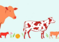 How Diet Shapes Gut Immunity in Livestock, and Where the Evidence Still Falls Short