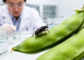 Acetamiprid Resistance in Cowpea Aphid Carries Measurable Fitness Costs, Study Finds