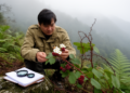 Ghost of the brambles: botanists name a long-overlooked raspberry relative from southwestern China