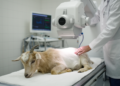 Nuclear Scintigraphy Helps Detect Congenital Portosystemic Shunts in Pet Goats