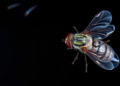 When Flesh-Eating Bacteria Meet Flesh-Eating Flies: A Rare Case of Necrotizing Fasciitis With Myiasis