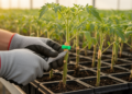Grafting Tomato Onto Resistant Rootstock Boosts Yield and Blocks Bacterial Wilt