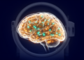 Brain Glutamate Networks Differ in First-Episode Psychosis, Seven-Tesla Study Finds