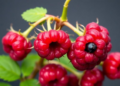 Chloroplast genomes of raspberries and blackberries reveal family secrets and new ID markers