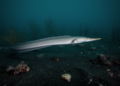 Cutthroat eel Meadia roseni recorded in Vietnam for the first time, far beyond its Taiwanese type locality