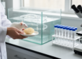 Research report: Hericium erinaceus polysaccharide ameliorates spatial working memory impairment and intestinal barrier dysfunction in high-fat high-sucrose diet-fed mic