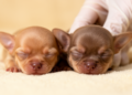 Newborn Chihuahua puppies already have brachycephalic skulls, study finds