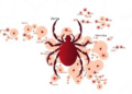 Zambia's Tick Map Reveals a Shifting Landscape of Disease Vectors
