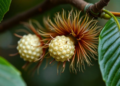 Showy Galls Pay a Price: Parasitoid Richness Tracks Conspicuousness in Tropical Rainforest Food Web